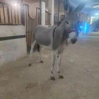 الاغ ماده سرحال جوان یورخه