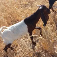 بزقاله پاکستانی