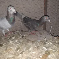 هفرنگ|پرنده|کوهین, |دیوار