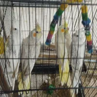 طوطی عروس هلندی