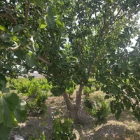 باغ و باغچه ۲۱۱ متربین باغات قدیمی.اطراف ساخته شده|فروش زمین و ملک کلنگی|شهریار, شهریار|دیوار