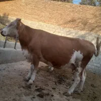 گاو آبستن