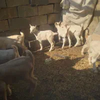 بزغاله سانن اصل اصل