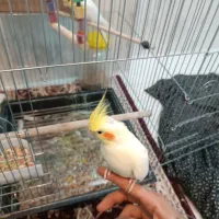 عروس هلندی جفت مولد|پرنده|دورود, |دیوار