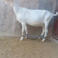 بزسانن بزغاله کولار اصل مادرفرانسه