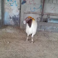 ورن داشتی|حیوانات مزرعه|کامیاران, |دیوار