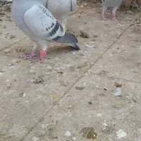 کبوتر موریس