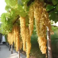باغبانی ، سمپاشی انگور ، کاشت درخت، گل وچمن