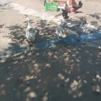 دوعدد قوغازسفید یک ساله تخمگذار