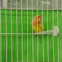 کوتوله هلویی بازیگوش