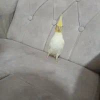 عروس هلندی 30 روزه|پرنده|نمین, |دیوار