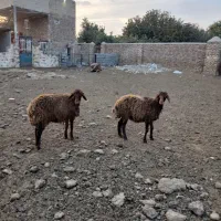 دوعدد بره ماده افشاری|حیوانات مزرعه|تربت جام, کلالی|دیوار