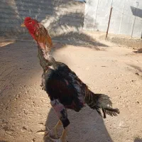 خروس لاری اوشامو|حیوانات مزرعه|سرپل ذهاب, |دیوار