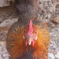 مرغ و خروس محلی