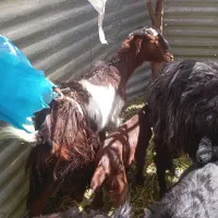 قرخ|حیوانات مزرعه|خاش, |دیوار