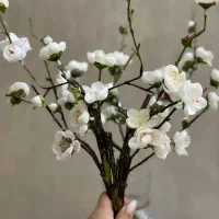 دو شاخه گل شکوفته وارداتی