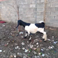 بز پاکستانی