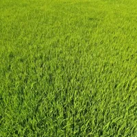 فروش نشا چلتوک چمپا