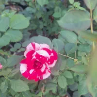 تولید وفروش خرده وعمده انواع گل حیاطی|گل و گیاه طبیعی|جهرم, |دیوار