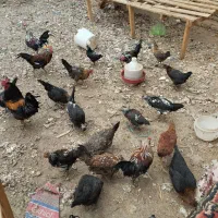 مرغ خروس گلین|حیوانات مزرعه|ملایر, |دیوار