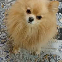 پامر روباهی خالص|سگ|نسیم‌شهر, |دیوار