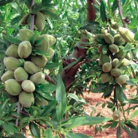 نهال بادام تونو|خدمات باغبانی و درختکاری|کوهپایه, |دیوار