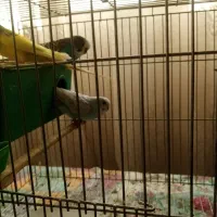 مرغ عشق250 تومن|پرنده|محمدشهر, ولدآباد|دیوار