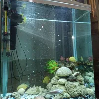 آکواریم دلسا درحد نو با ماهی گوشتخوار|ماهی|شیراز, پودنک|دیوار