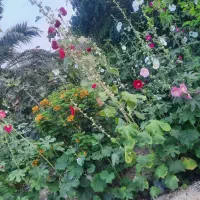 خونه-باغ-900متری