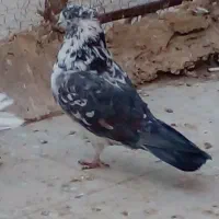 پرشی و جوجه مقلوف سینه سیاه