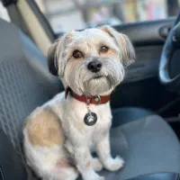 سگ‌ نر گمشده|حیوانات|تهران, کیانشهر|دیوار