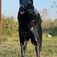 مجسمه سگ ژرمن