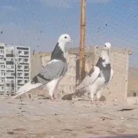 کفتر ابلغ بعدظهری