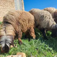 قوچ گله گوسفند داشت زاد و ولد نگهداری|حیوانات مزرعه|زرقان, |دیوار