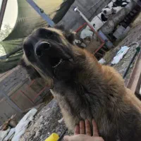 سگ سرابی|سگ|کوهسار (البرز), |دیوار