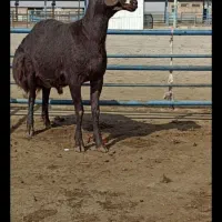 دامداری|حیوانات مزرعه|طاغنکوه, |دیوار