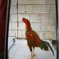 خروس لاری جوان 2عداد