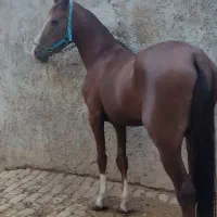 نریان بسیار نجیب و کلاسی|اسب و تجهیزات اسب‌سواری|چهاردانگه (تهران), |دیوار