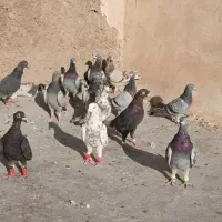 کبوتر|پرنده|شیراز, پانصد دستگاه ارتش|دیوار