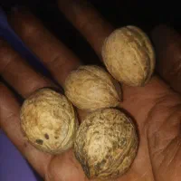 گردو زن و چوب زنی درختان گردو