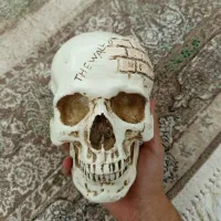 مجسمه جمجمه