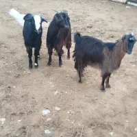 کهره نر و ماده|حیوانات مزرعه|حنا, |دیوار