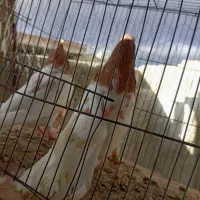 کبوتر زینتی