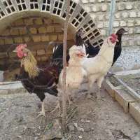 مرغ و خروس