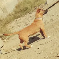 سگ پاکوتاه|سگ|احمدآبادمستوفی, |دیوار