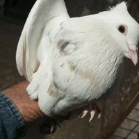 کبوتر طوقی|پرنده|گله دار, |دیوار