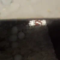 طوطی عروس هلندی ماده لوتینو|پرنده|سوسنگرد, |دیوار