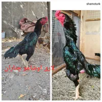 تخم مرغ نطفه دار  خروس اشامو و مرغ لاری