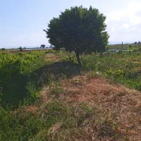 باغ انگور و بادام