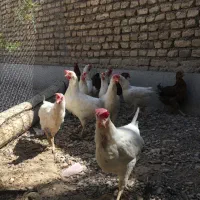 فروش۱۰عدد مرغ